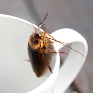 How to Maintain a Kitchen Free of Cockroaches: Key Advice for Food Safety