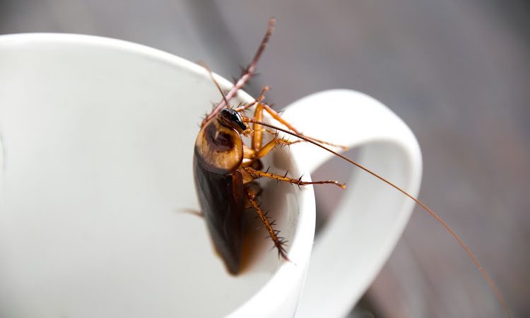 How to Maintain a Kitchen Free of Cockroaches: Key Advice for Food Safety