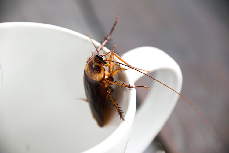 How to Maintain a Kitchen Free of Cockroaches: Key Advice for Food Safety