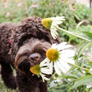 Preventing the Ingestion of Dangerous Plants by Puppies