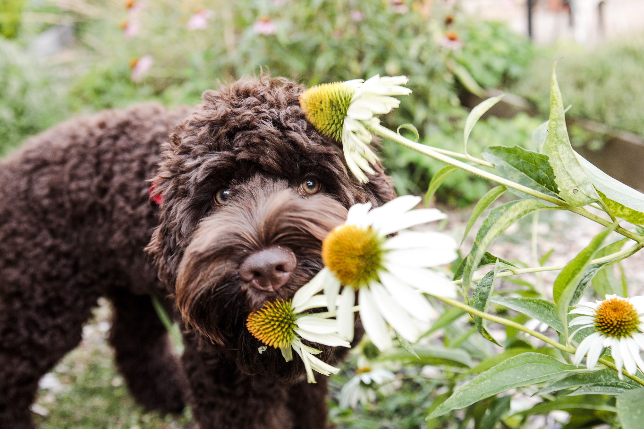 Preventing the Ingestion of Dangerous Plants by Puppies